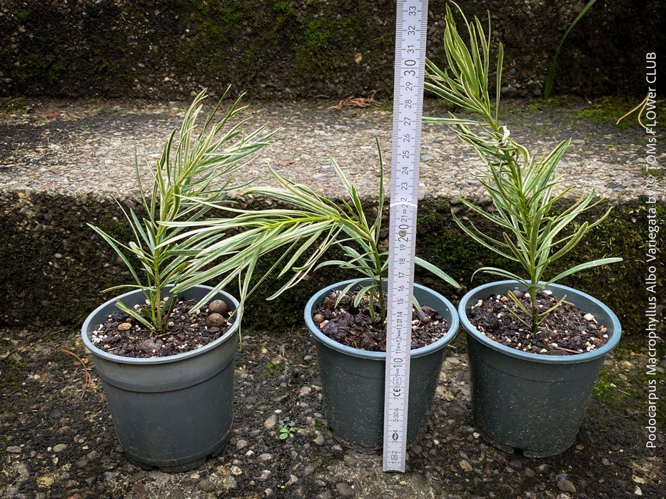 Podocarpus Macrophyllus Albo Variegata, organically grown trees for bonsai and garden, TOMs FLOWer CLUB in Zurich, Switzerland.