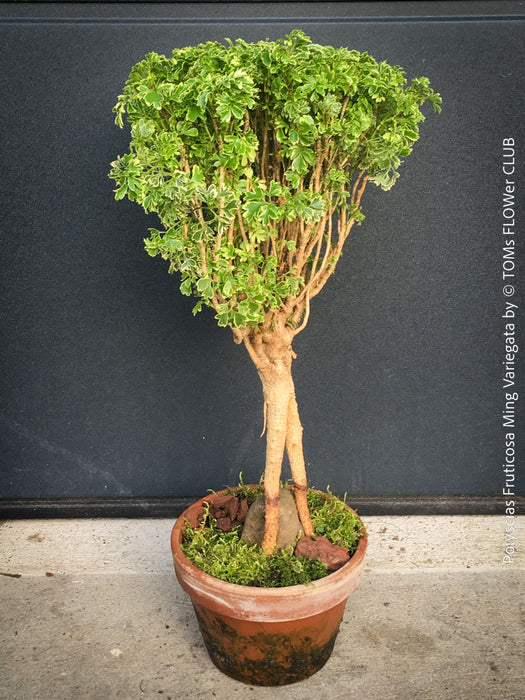 Polyscias Fruticosa Ming Variegata - Bonsai tree, organically grown tropical plants for sale at TOMs FLOWer CLUB.