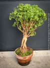 Polyscias fruticosa Ming Variegata bonsai style indoor tree for sale at TOMs FLOWer CLUB