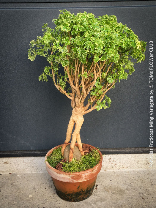 Polyscias fruticosa Ming Variegata bonsai style indoor tree for sale at TOMs FLOWer CLUB