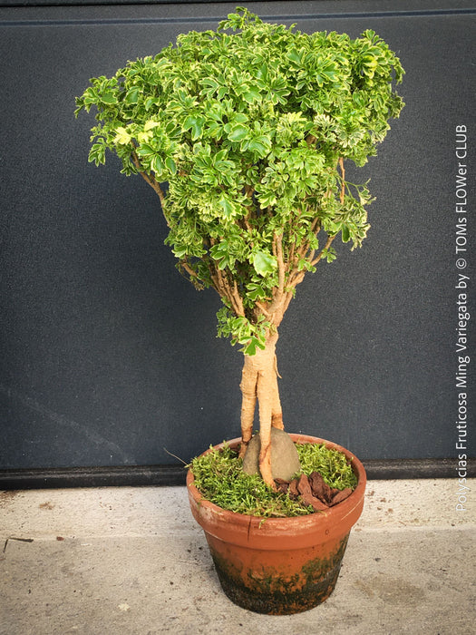 Variegated Polyscias Ming Variegata with fine fern-like leaves grown as bonsai houseplant