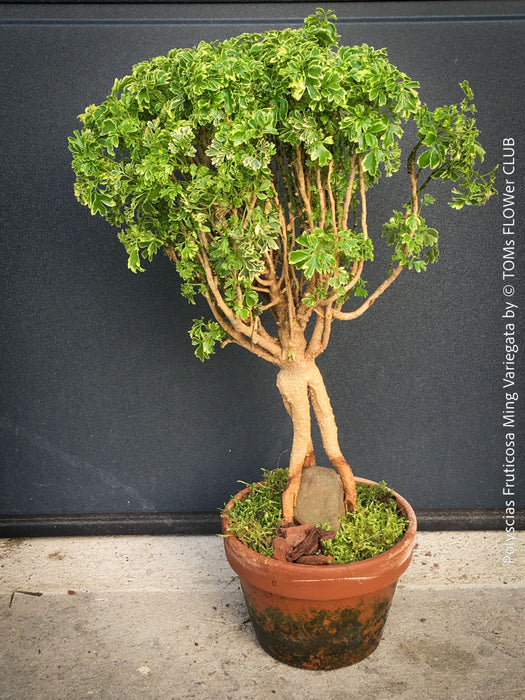 Elegant Polyscias fruticosa Ming Variegata indoor bonsai tree with cream green foliage