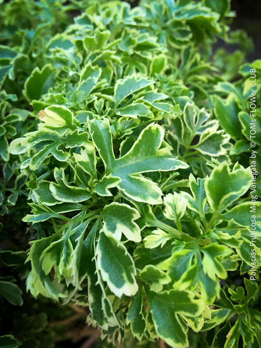 Polyscias Ming Variegata compact bonsai style aralia for bright indoor locations