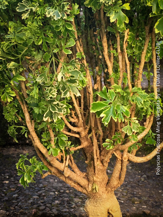 Decorative Polyscias fruticosa Ming Variegata variegated foliage plant at TOMs FLOWer CLUB