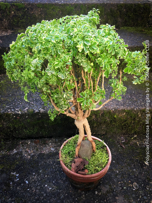 Decorative Polyscias fruticosa Ming Variegata variegated foliage plant at TOMs FLOWer CLUB