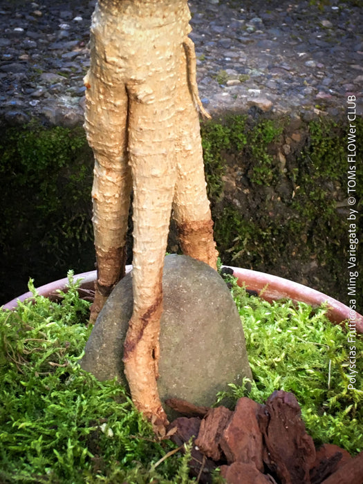 Decorative Polyscias fruticosa Ming Variegata variegated foliage plant at TOMs FLOWer CLUB