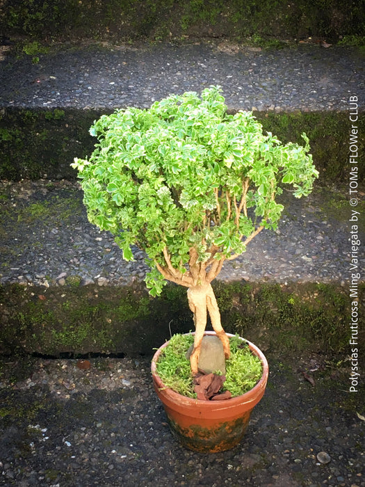 Decorative Polyscias fruticosa Ming Variegata variegated foliage plant at TOMs FLOWer CLUB