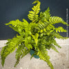 Polystichum polyblepharum Tassel Fern with emerging curled fronds in TOMs FLOWer CLUB collection