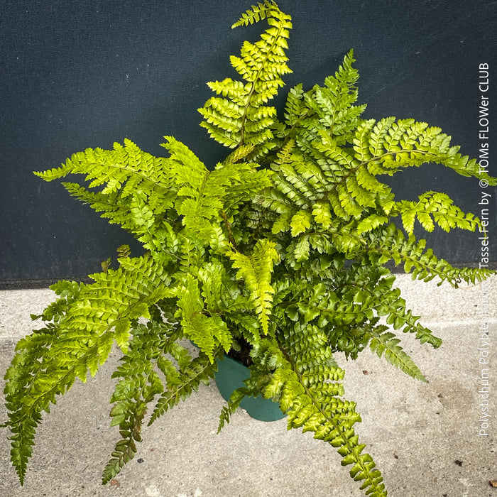 Polystichum polyblepharum Tassel Fern with emerging curled fronds in TOMs FLOWer CLUB collection