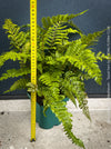 Polystichum polyblepharum Tassel Fern for sale at TOMs FLOWer CLUB