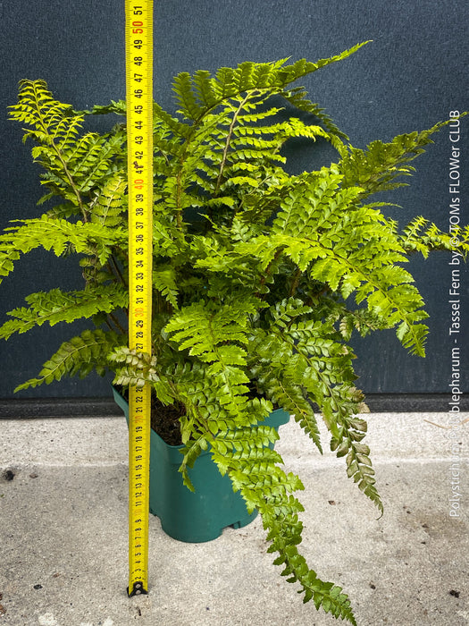 Polystichum polyblepharum Tassel Fern for sale at TOMs FLOWer CLUB