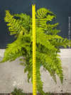 Mature plant of Polystichum polyblepharum Tassel Fern for sale at TOMs FLOWer CLUB