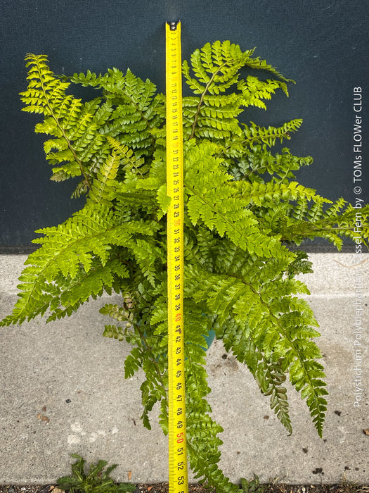 Mature plant of Polystichum polyblepharum Tassel Fern for sale at TOMs FLOWer CLUB