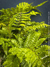 Polystichum polyblepharum Tassel Fern for sale at TOMs FLOWer CLUB