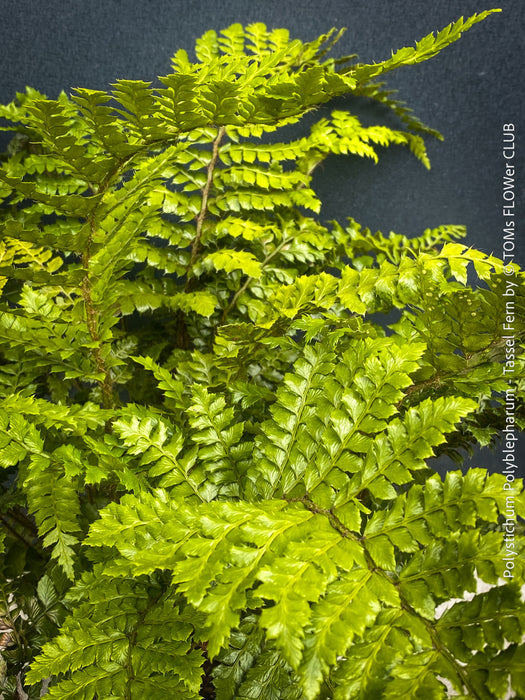 Polystichum polyblepharum Tassel Fern for sale at TOMs FLOWer CLUB