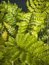 Leaf detail of Polystichum polyblepharum Tassel Fern for sale at TOMs FLOWer CLUB