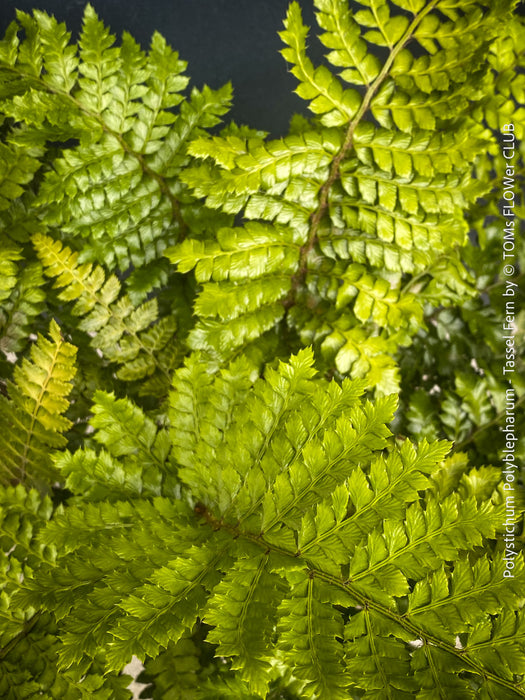 Leaf detail of Polystichum polyblepharum Tassel Fern for sale at TOMs FLOWer CLUB