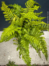 Stunning Polystichum polyblepharum Tassel Fern for sale at TOMs FLOWer CLUB