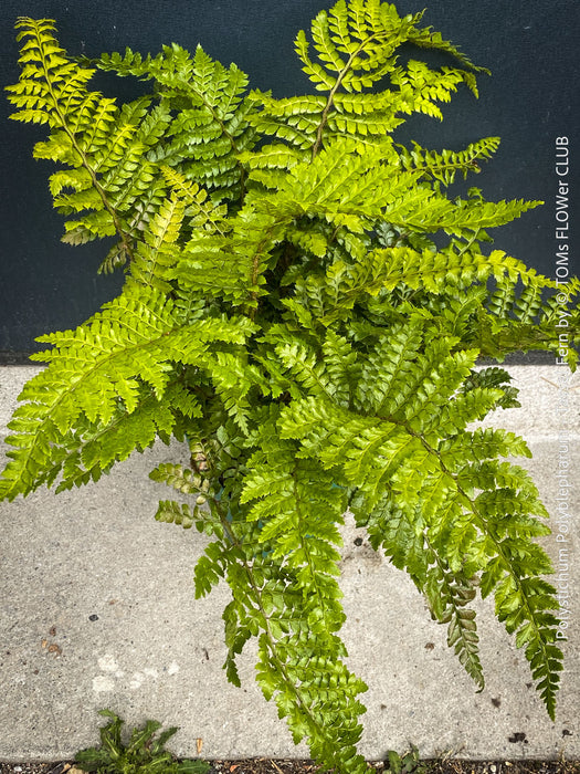 Stunning Polystichum polyblepharum Tassel Fern for sale at TOMs FLOWer CLUB