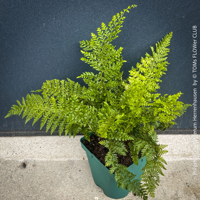 Polystichum Setiferum ‘Herrenhausen’ - Soft Shield Fern