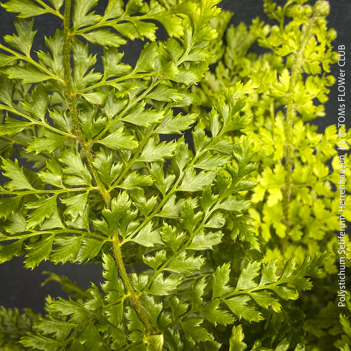 Polystichum Setiferum ‘Herrenhausen’ - Soft Shield Fern
