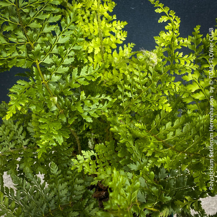 Polystichum Setiferum ‘Herrenhausen’ - Soft Shield Fern