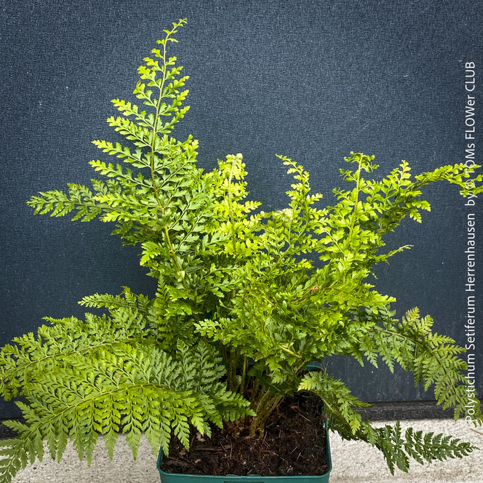 Polystichum Setiferum ‘Herrenhausen’ - Soft Shield Fern