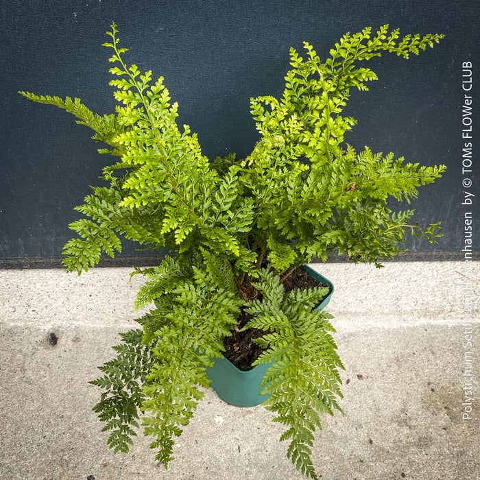 Polystichum Setiferum ‘Herrenhausen’ - Soft Shield Fern
