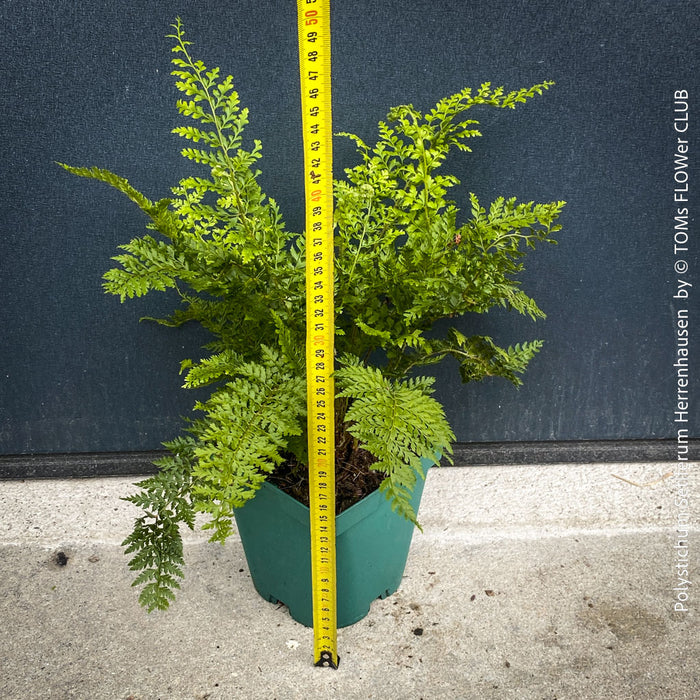 Polystichum Setiferum ‘Herrenhausen’ - Soft Shield Fern