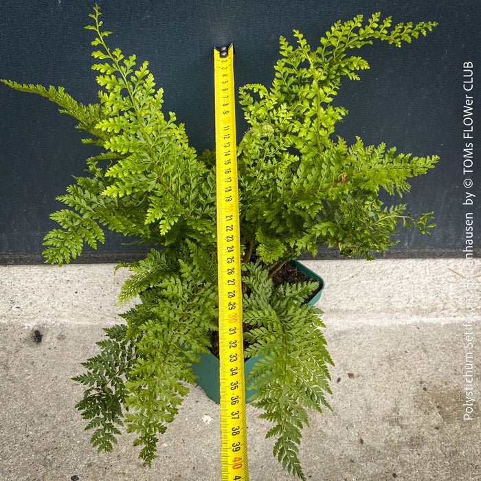 Polystichum Setiferum ‘Herrenhausen’ - Soft Shield Fern