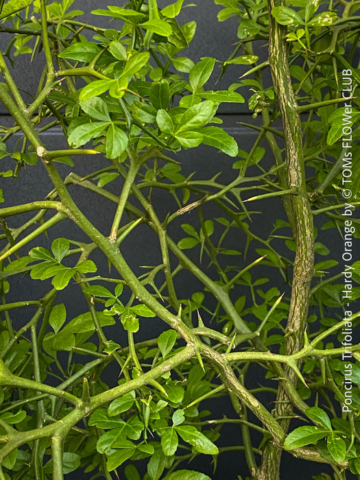 Poncirus Trifoliata - Hardy Orange, Bitterorange, organically grown tropical citrus plants for sale at TOMs FLOWer CLUB.