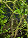 Poncirus Trifoliata - Hardy Orange, Bitterorange, organically grown tropical citrus plants for sale at TOMs FLOWer CLUB.