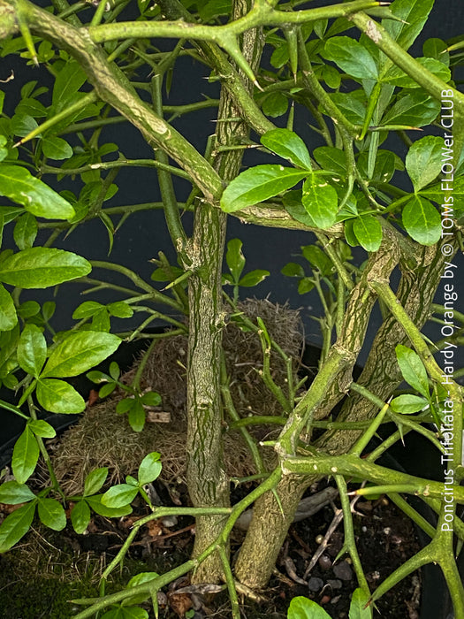 Poncirus Trifoliata - Hardy Orange, Bitterorange, organically grown tropical citrus plants for sale at TOMs FLOWer CLUB.