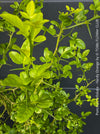 Poncirus Trifoliata - Hardy Orange, Bitterorange, organically grown tropical citrus plants for sale at TOMs FLOWer CLUB.
