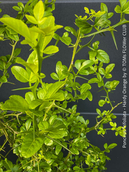 Poncirus Trifoliata - Hardy Orange, Bitterorange, organically grown tropical citrus plants for sale at TOMs FLOWer CLUB.