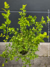 Poncirus Trifoliata - Hardy Orange, Bitterorange, organically grown tropical citrus plants for sale at TOMs FLOWer CLUB.