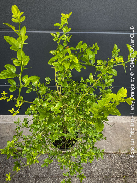 Poncirus Trifoliata - Hardy Orange, Bitterorange, organically grown tropical citrus plants for sale at TOMs FLOWer CLUB.