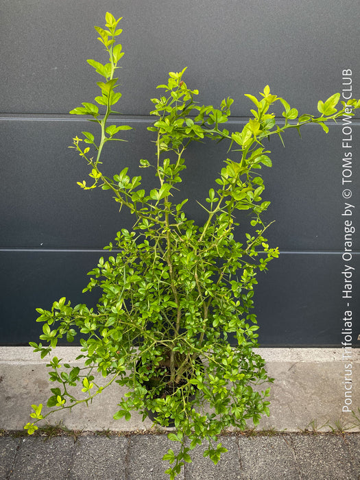 Poncirus Trifoliata - Hardy Orange, Bitterorange, organically grown tropical citrus plants for sale at TOMs FLOWer CLUB.