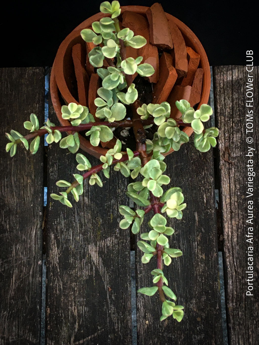 portulacaria afra aurea Portulacaria Afra Aurea Variegata - bonsai tree in clay pot | organically grown succulent plants