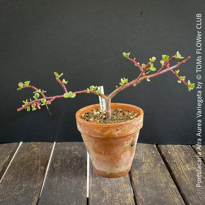 Portulacaria Afra Aurea Variegata, bonsai tree in clay pot, cat friendly, money tree, organically grown succulent plants for sale at TOMsFLOWer CLUB, bonsai Bäumchen, bonsai baum, variegata, panaschiert