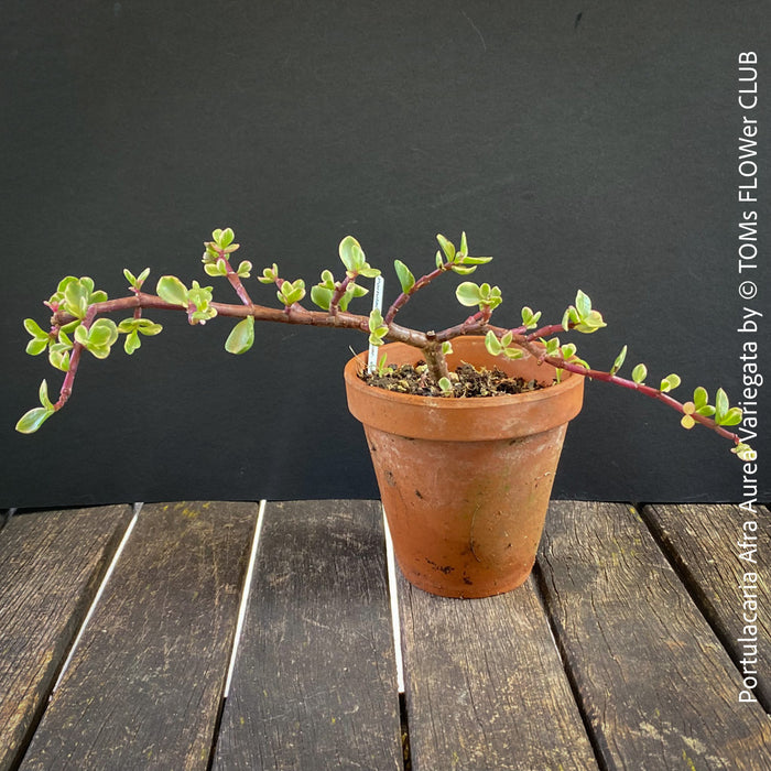 Portulacaria Afra Aurea Variegata, bonsai tree in clay pot, cat friendly, money tree, organically grown succulent plants for sale at TOMsFLOWer CLUB, bonsai Bäumchen, bonsai baum, variegata, panaschiert