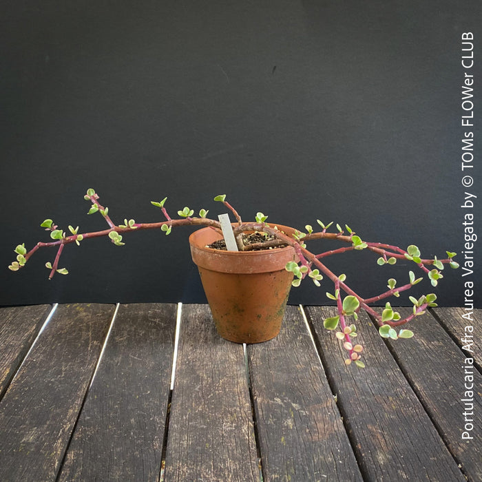 Portulacaria Afra Aurea Variegata, bonsai tree in clay pot, cat friendly, money tree, organically grown succulent plants for sale at TOMsFLOWer CLUB, bonsai Bäumchen, bonsai baum, variegata, panaschiert