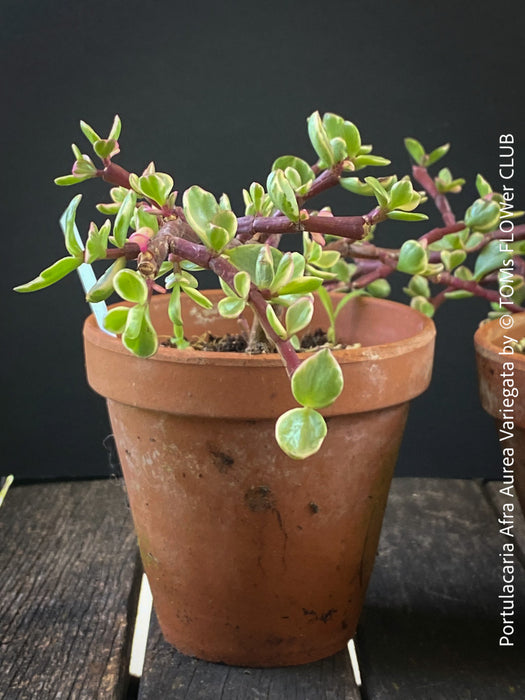 Portulacaria Afra Aurea Variegata, bonsai tree in clay pot, cat friendly, money tree, organically grown succulent plants for sale at TOMsFLOWer CLUB, bonsai Bäumchen, bonsai baum, variegata, panaschiert