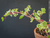 Portulacaria Afra Aurea Variegata, bonsai tree in clay pot, cat friendly, money tree, organically grown succulent plants for sale at TOMsFLOWer CLUB, bonsai Bäumchen, bonsai baum, variegata, panaschiert