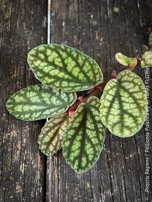 Procris Repens / Pellionia Pulchra