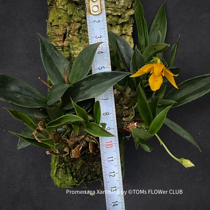 Promenaea Xanthina, yellow flowering orchid, organically grown tropical plants for sale at TOMsFLOWer CLUB.