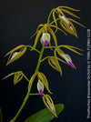 Prosthechea Brassavolae, organically grown tropical plants for sale at TOMs FLOWer CLUB.