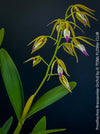 Prosthechea Brassavolae, organically grown tropical plants for sale at TOMs FLOWer CLUB.