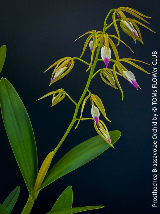 Prosthechea Brassavolae, organically grown tropical plants for sale at TOMs FLOWer CLUB.