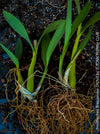 Prosthechea Brassavolae, organically grown tropical plants for sale at TOMs FLOWer CLUB.